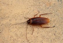 advion cockroach gel UAE